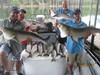 (08/01/2017) - Nice Striped Bass